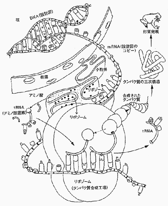 �u�����P�T�O���N�̗��v���P�O�X