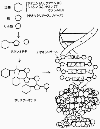 �u�����P�T�O���N�̗��v���P�O�P